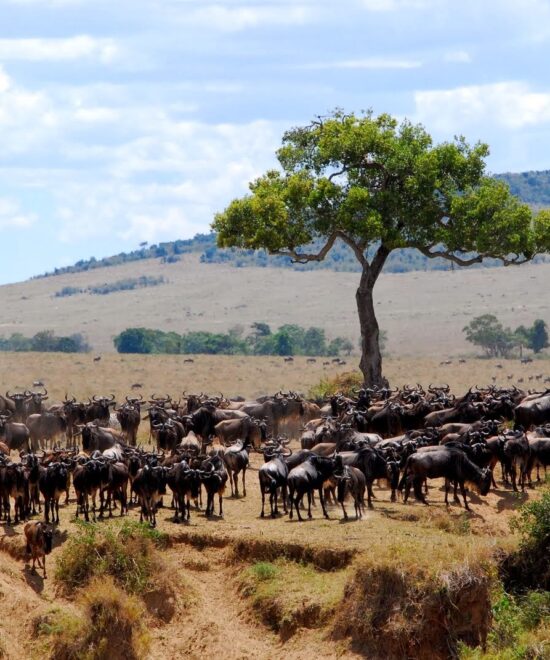 Wild beasts Migration