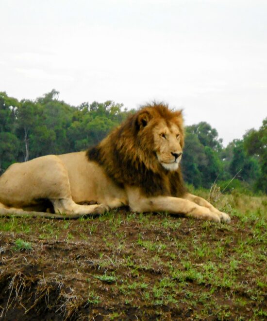 Lion