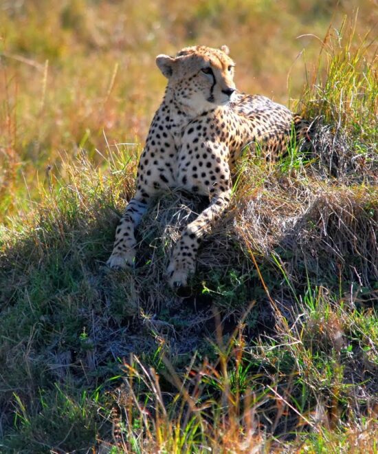 Cheetah