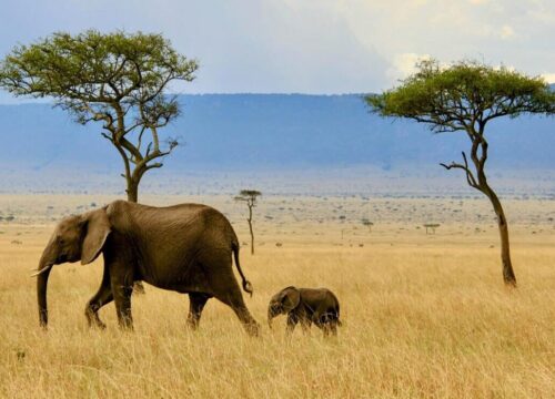 7 days & 6 nights Kenya’s Magical Safari
