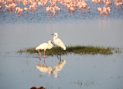10‑Day Signature Birding Safari