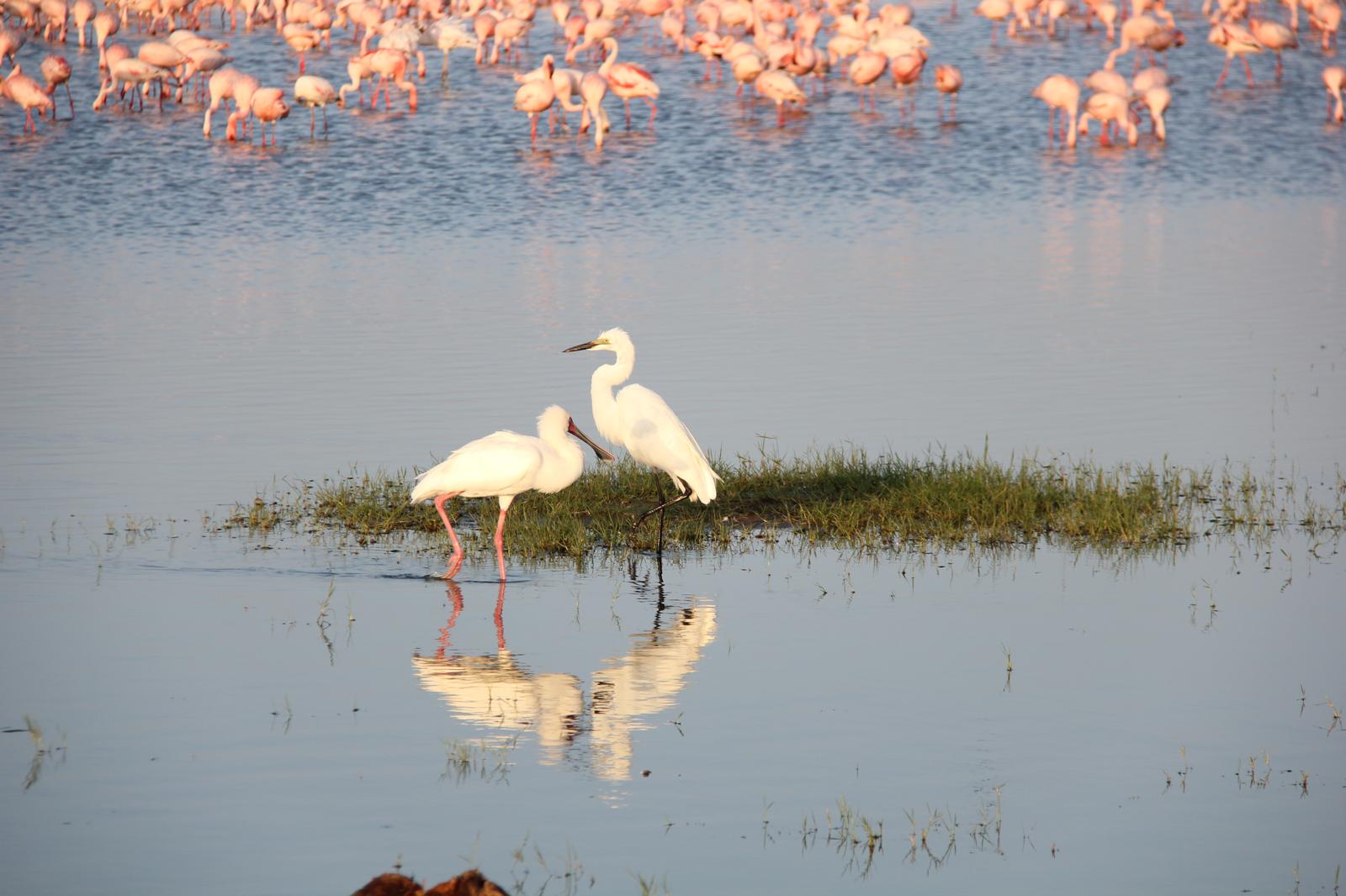 10‑Day Signature Birding Safari