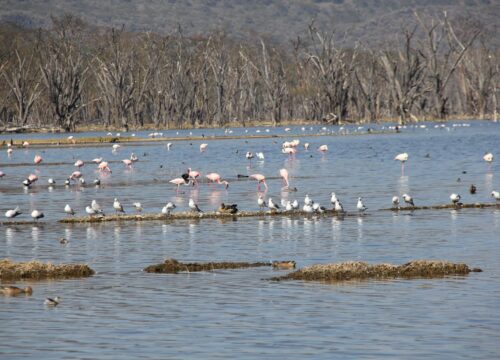 9‑Day Kenya Southern Birding Expedition