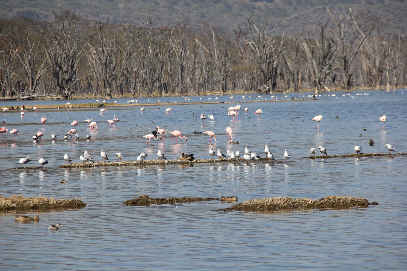 9‑Day Kenya Southern Birding Expedition