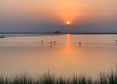 9‑Day Kenya Birding Circuit