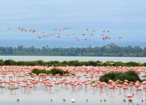 9‑Day Kenya Southern Birding Expedition