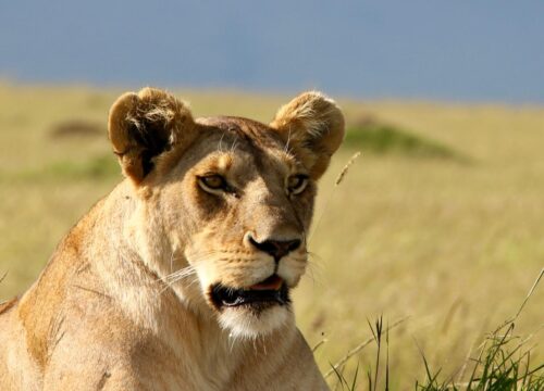 5-Days Northern Tanzania Safari