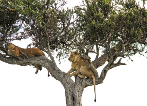 7‑Day Kenya Honeymoon Escape