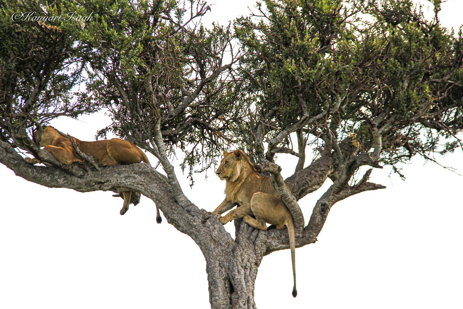 7‑Day Kenya Honeymoon Escape