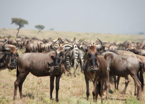 13‑Day Kenya, Tanzania & Zanzibar Safari Experience
