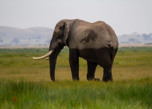 Ultimate Kenya-Tanzania Highlights Safari