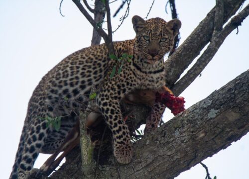A 14-Day Photographic Safari Expedition